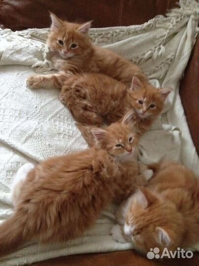 Сибирские рыжики