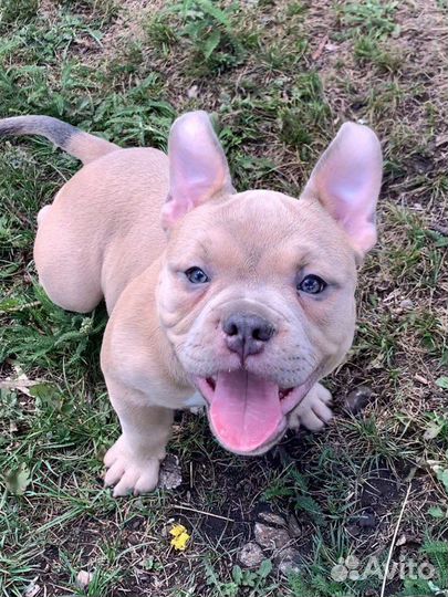 Американский булли