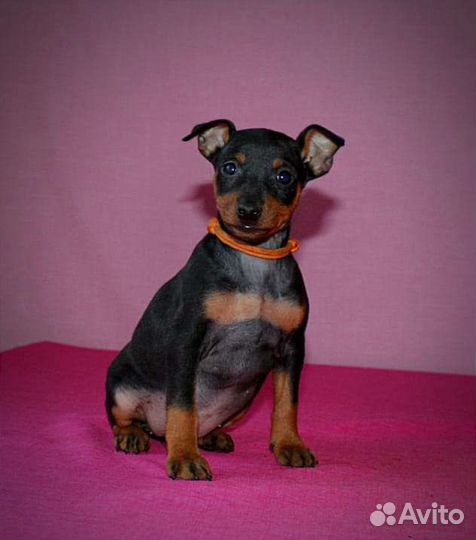 Цвергпинчер