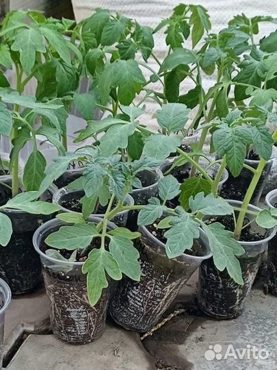 Рассада помидоры перец