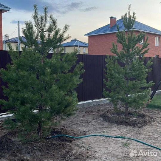 Сосна обыкновенная