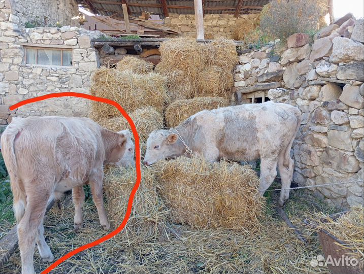 Телята бычки бык