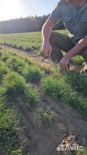 Саженцы ели европейской окс от производителя