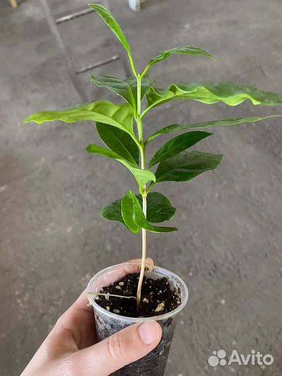 Комнатные растения разные