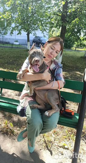 Американский питбультерьер щенки