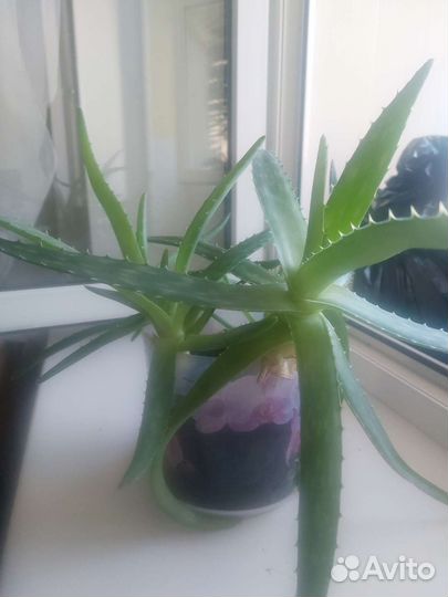 Алоэ вера лечебный