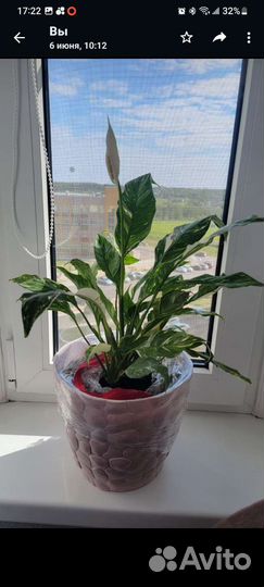 Комнатные цветы