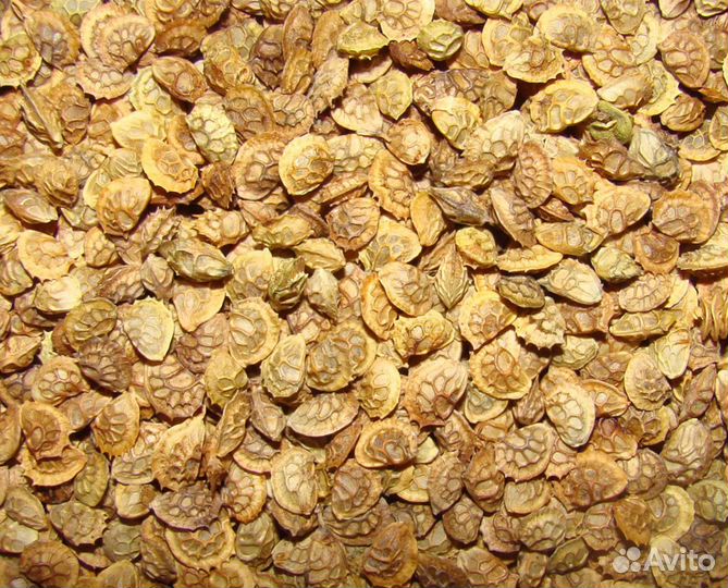 Семена Эспарцета песчаного