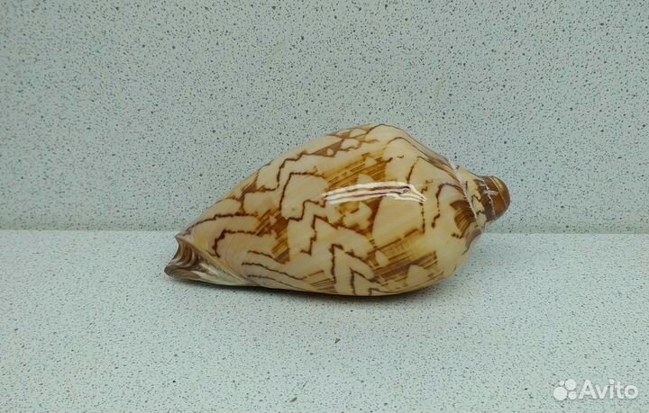 Валюта Нобилис 8,9 морская ракушка раковина
