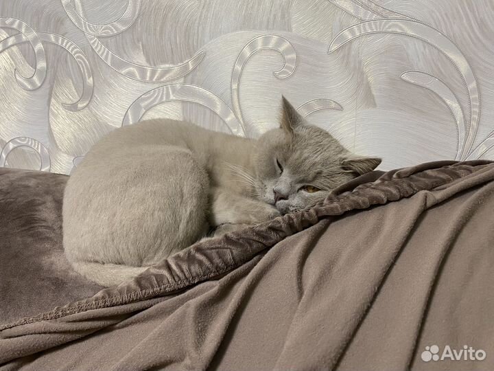 Отдам котика