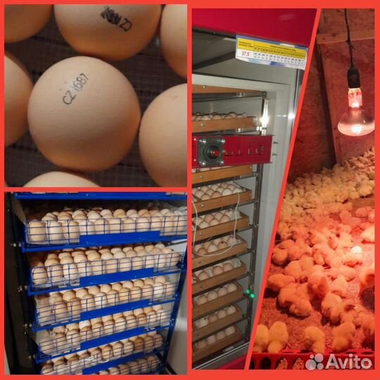 Бройлер Кобб-500 (Беларусь)