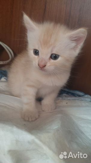 Котята
