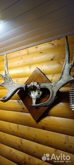 Продам рога лося
