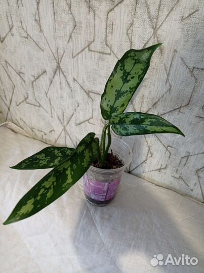 Продам цветы комнатные