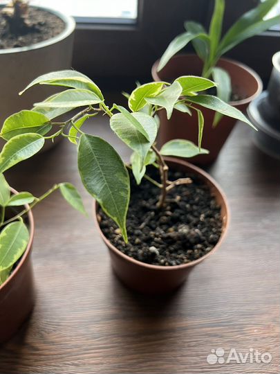 Фикус бенджамина