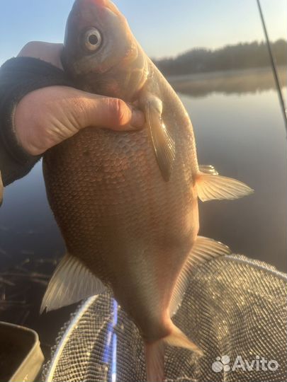 Лещ,подлещик свежий