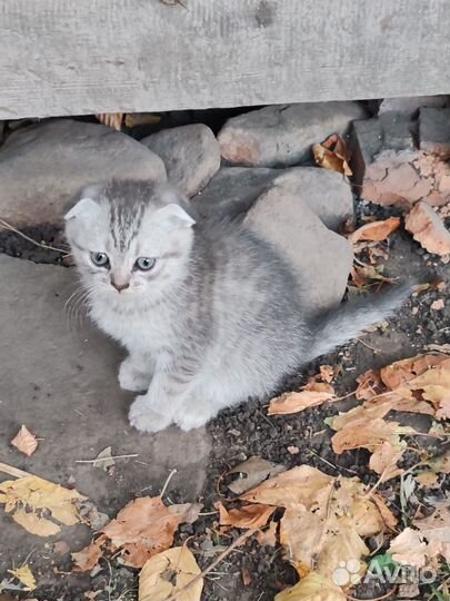 Котята в добрые руки бесплатно