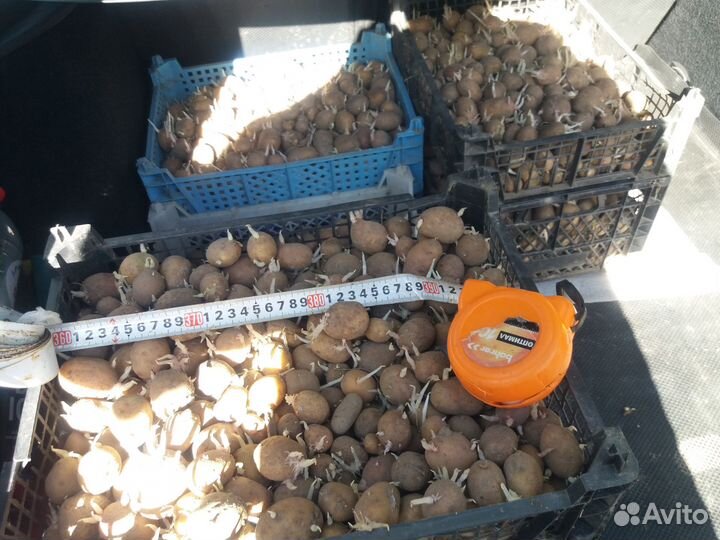 Семенной картофель 4 ведра
