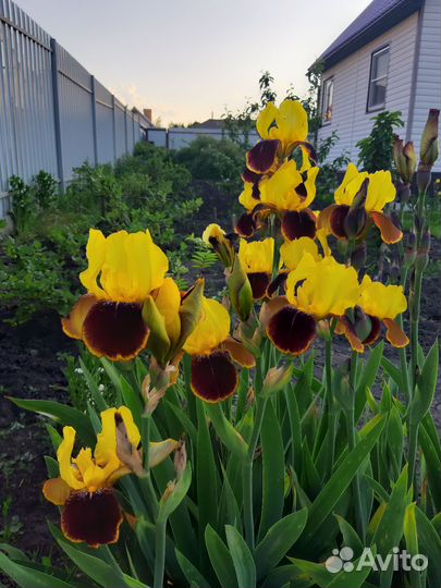 Лилейники сортовые, махровые тюльпаны, ирисы