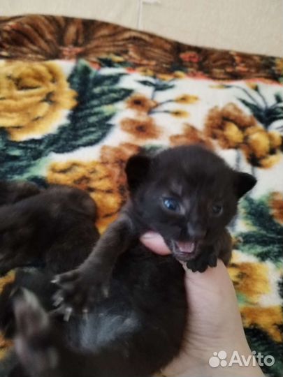 Отдам котят в добрые руки