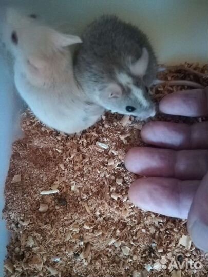 Мыши африканские Мастомисы