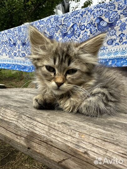 Кошечка красавица в дар