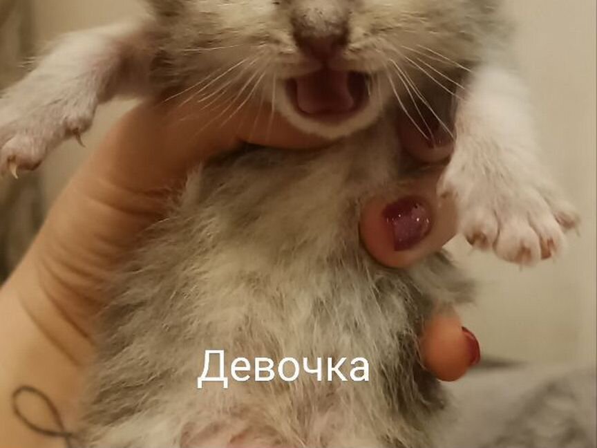 Котята