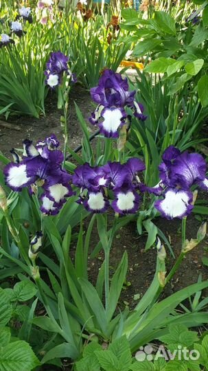 Ирисы сортовые