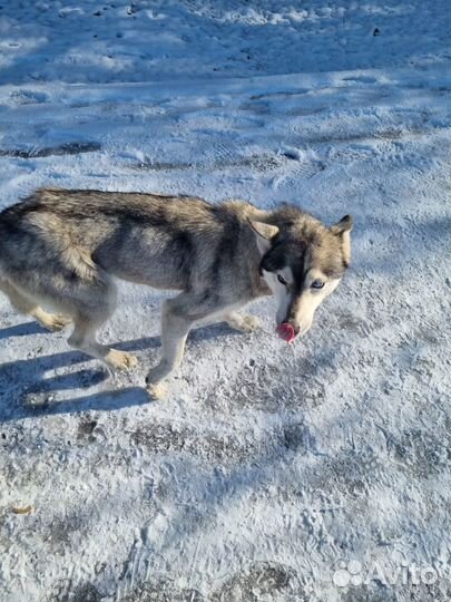 Собака в добрые руки отдам бесплатно