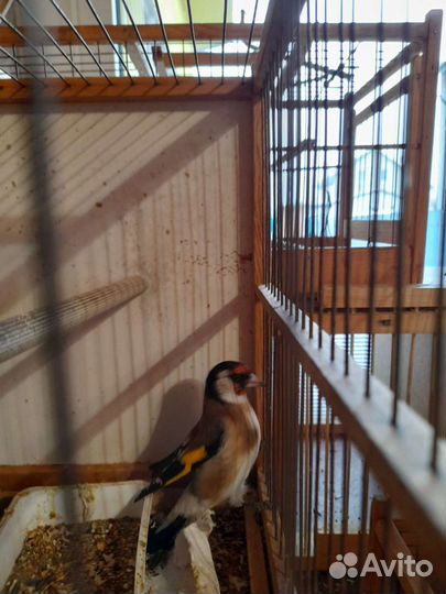 Лесные печие птицы