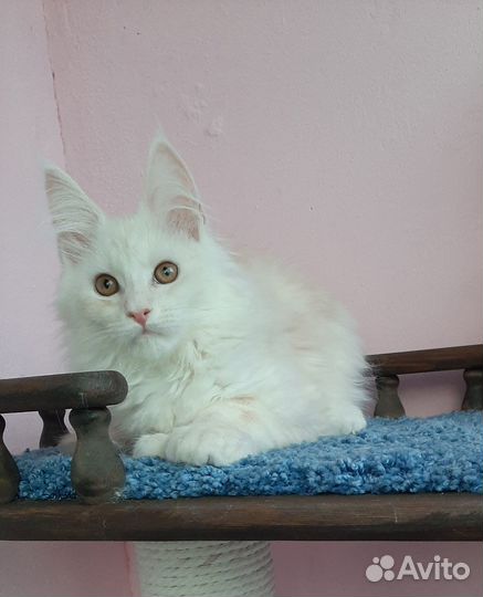 Котик ds11, полидакт 66/66