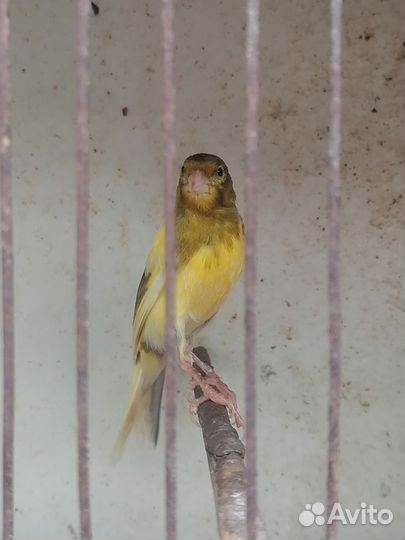 Кенар
