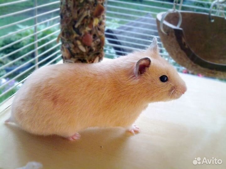 Хомяк Сирийский персик