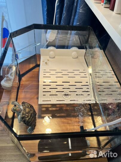 Красноухая черепаха с аквариумом