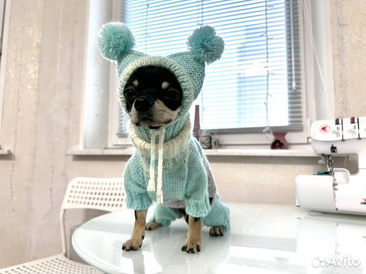 Одежда и шапки для животных