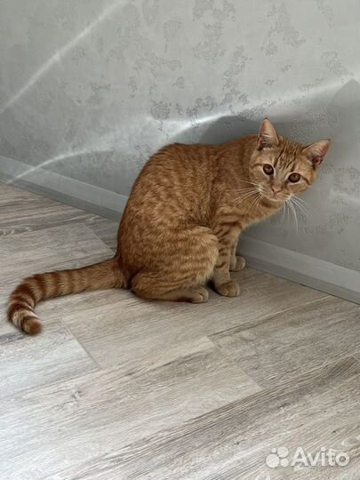 Кот в добрые руки