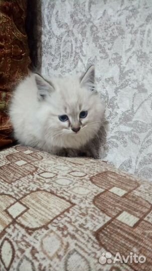 Кошки в добрые руки