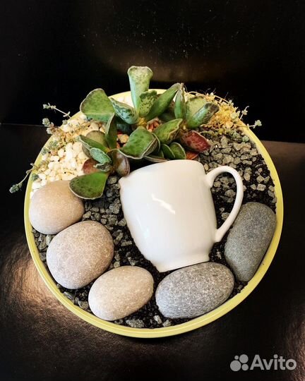 Минисад из суккулентов