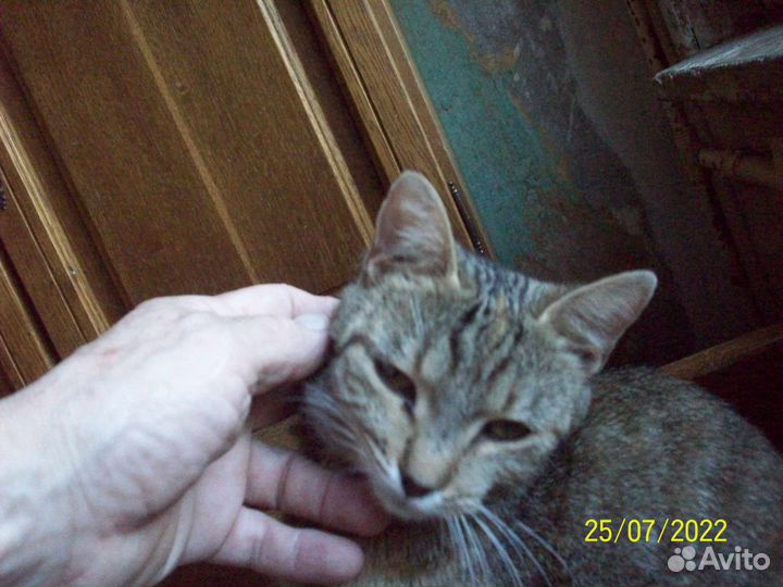 Отдам в очень добрые руки домашних кошечек