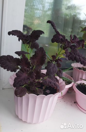 Цветы. Колеус (крапивка)