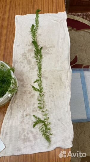 Роголистник за весь обем, что на фото