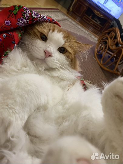 Кот курильский бобтейл