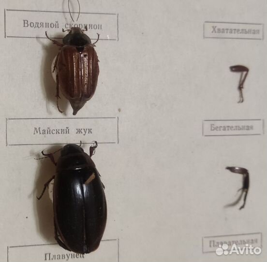 Конечности насекомых (учебные пособия, повреждены)