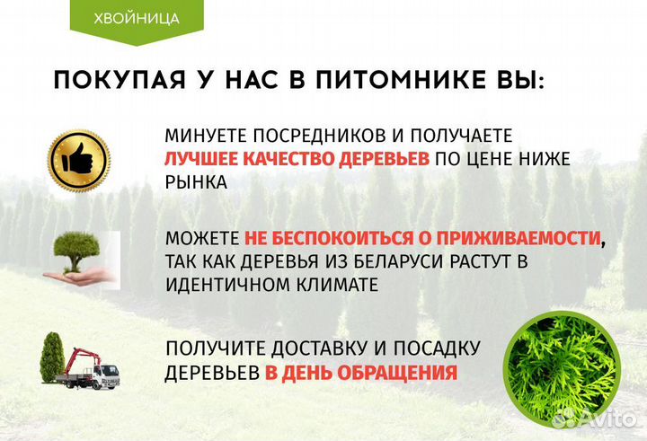 Туи вип Смарагд 1,8-2 м