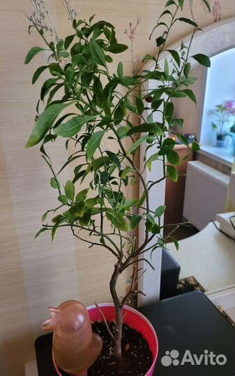 Паслен комнатный