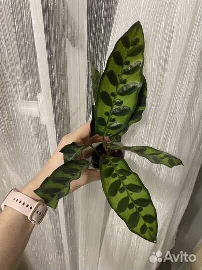 Микс разных растении