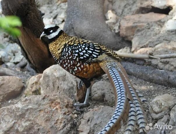 Королевский фазан