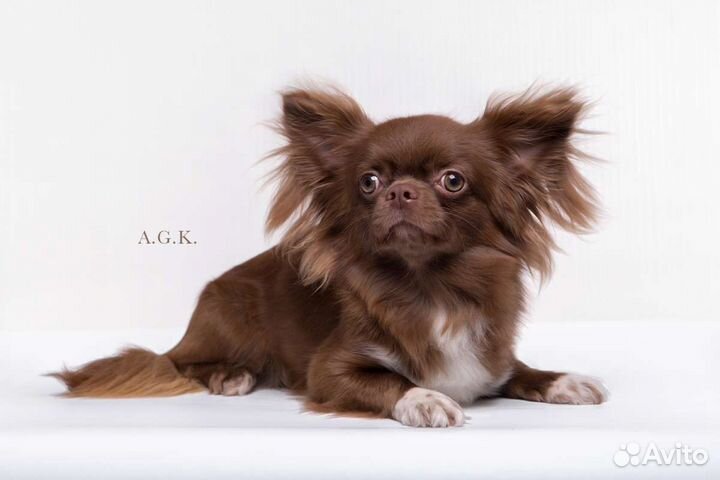 Кобель. Вязка