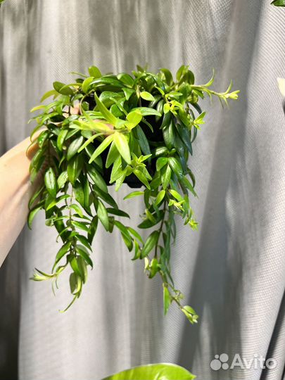 Комнатные растения цветы-эсхинантус