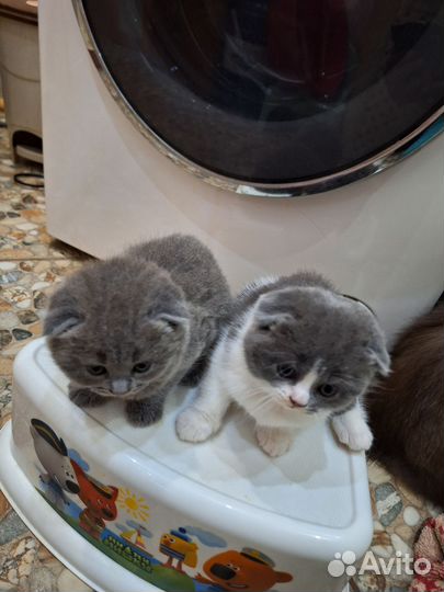 Шотландские вислоухие котята